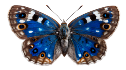 Graceful butterfly highlights symmetrical wings isolated on white