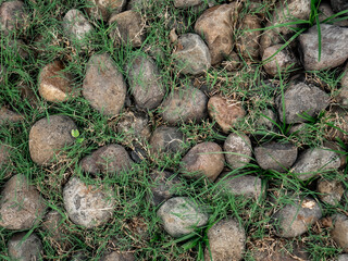 Rocks Textured with thin grass Cover it in natural yard