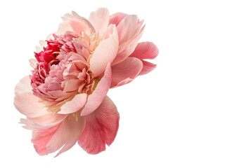 pink peony flower cut-out 