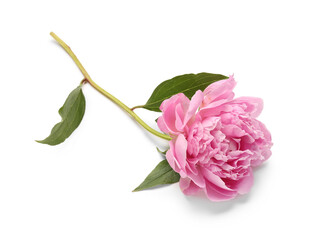 Obraz premium Beautiful pink peony flower isolated on white background