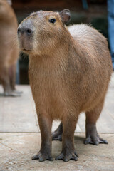 Fototapeta premium Capybara ( Hydrochoerus Hydrochaeris)