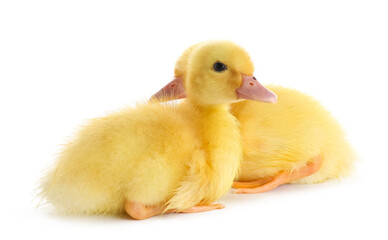 Cute ducklings on white background