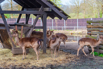 Deers at Bison sanctuary in Polish town Pszczyna, Poland © dudlajzov