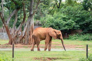 Big African Elephant