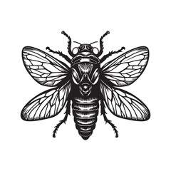 Black Color Cicada Silhouette Vector Illustration, Solid White Background.