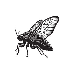Black Color Cicada Silhouette Vector Illustration, Solid White Background.
