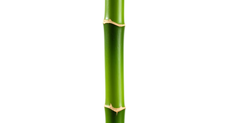 Obraz premium Close-up of a bamboo stalk on white background, highlighting its cylindrical shape and segmented structure, Bamboo stalk detail against a clean white backdrop