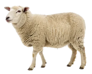 Fototapeten Schafe sheep isolated on white  © Julay