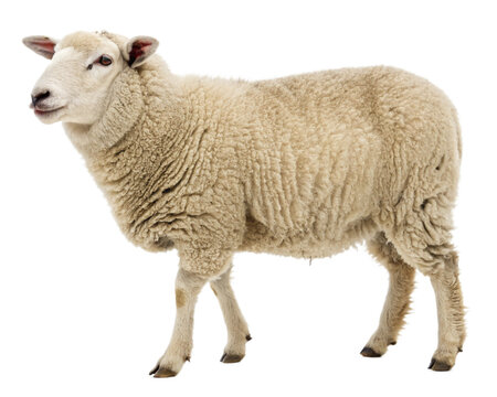 sheep isolated on white