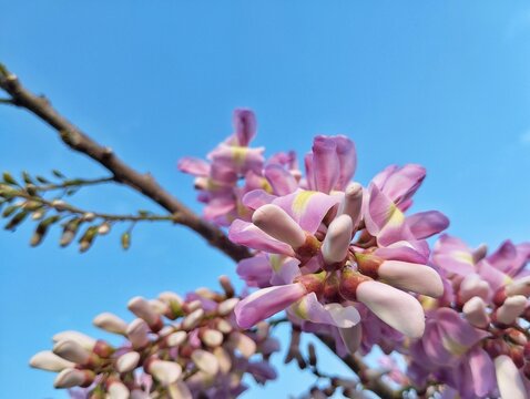 Beautiful gliricidia flowers (Gliricidia sepium ) with a blue sky background 
