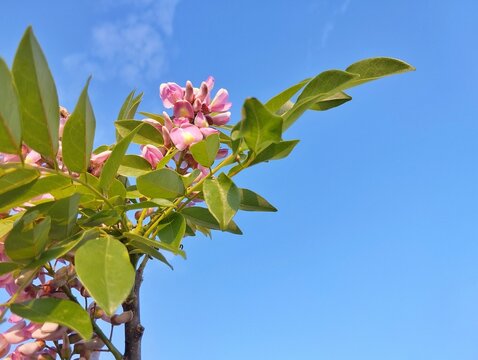 Beautiful gliricidia flowers (Gliricidia sepium ) with a blue sky background 
