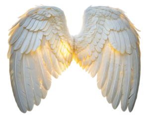 angel wings isolated, cut-out 