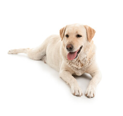 Cute Labrador dog lying on white background