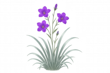 Purple balloon flowers with long green leaves growing on transparent background, ready to be used in any project