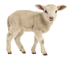 white baby sheep and lamb isolated, cut-out  © Julay