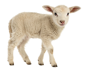 white baby sheep and lamb isolated, cut-out 
