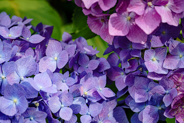 Colorful hydrangea flowers in purple and blue shades, close-up macro