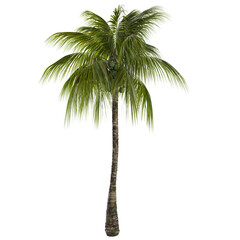palm tree isolated on white