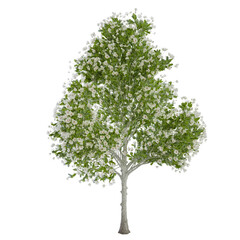 tree isolated on white background