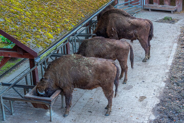 Bisons at Bison sanctuary in Polish town Pszczyna, Poland © dudlajzov