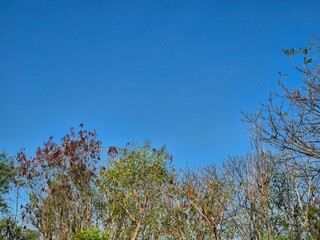 Clear blue sky above dry and green trees during sunny day in natural landscape. Copy space
