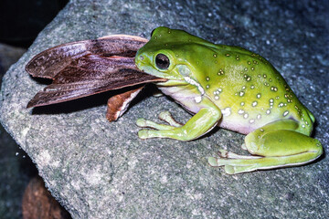 Australian Green Tree Frog feeding on large Hawk Moth