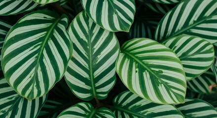 High-resolution tropical foliage wallpaper with lush green striped leaves. Elegant botanical texture, perfect for nature backgrounds, abstract patterns, and modern eco-friendly designs. © setopratama