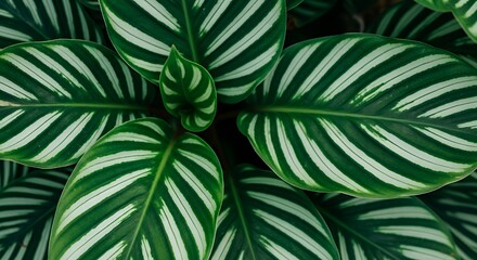 High-resolution tropical foliage wallpaper with lush green striped leaves. Elegant botanical texture, perfect for nature backgrounds, abstract patterns, and modern eco-friendly designs. © setopratama