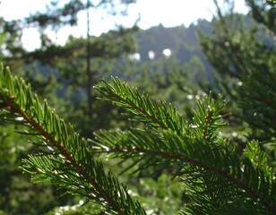 Close-up of pine needles in a forest