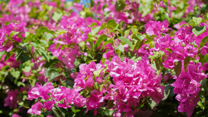 Fototapeta premium field of flowers