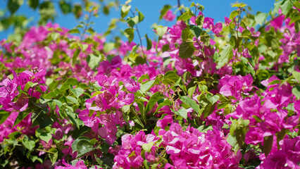Obraz premium field of pink flowers