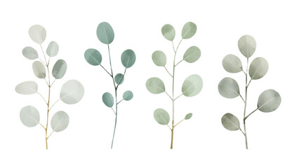 Watercolor Eucalyptus Branches Delicate botanical artwork for elegant designs and decor