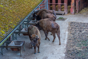 Bisons at Bison sanctuary in Polish town Pszczyna, Poland © dudlajzov