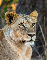 Close-up portrait of a lioness