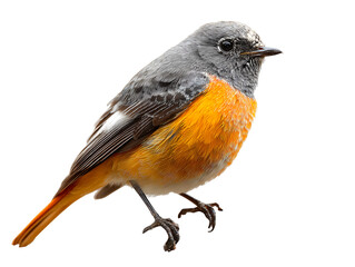 Vibrant Daurian Redstart Bird on Black Background High-Resolution Image