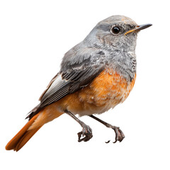 Stunning Close-up of a Daurian Redstart Bird on Black Background