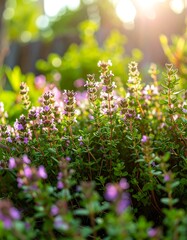 Close-up of vibrant thyme plants in sunlight