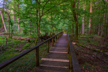 Fototapeta premium Part of Bialowieza national park with the highest level of restr