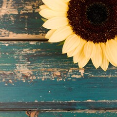 Close-up sunflower on weathered wood