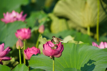蓮の花にとまる可愛いスズメ