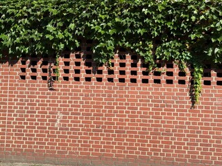 Brick Wall with Green Ivy