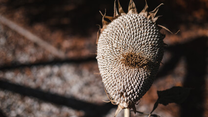 Dried Sunflower Head Full of Seeds