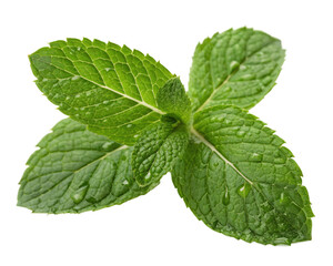 mint leaves isolated, cut-out 