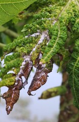 plant infested with woolly aphids, which are identifiable by the white, cottony, waxy substance they produce on the leaves and stems.