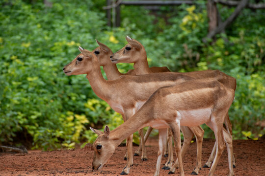 Elds deers , Thamin deers