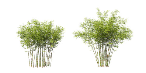 Cut out fresh bamboo collection on transparent backgrounds. high quality 3d rendering. png format	