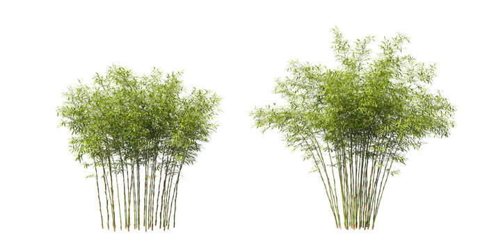 Cut out fresh bamboo collection on transparent backgrounds. high quality 3d rendering. png format	