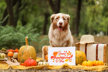 Cute Australian Shepherd dog lying on blanket with pumpkins and greeting card for Thanksgiving Day outdoors