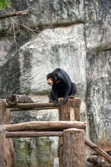 Sun Bear, Malayan Sun Bear