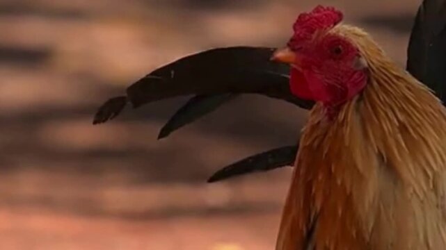 Golden Rooster Side Profile with Red Comb in Farmyard